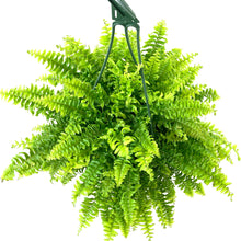 Load image into Gallery viewer, Fern, 7.5in Hanging Basket, Boston - Floral Acres Greenhouse &amp; Garden Centre
