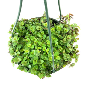 Callisia, 7.5in Hanging Basket, Turtle Vine - Floral Acres Greenhouse & Garden Centre