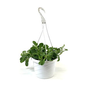 Trailing Jade, 7.5in Hanging Basket, Kleinia Petra - Floral Acres Greenhouse & Garden Centre