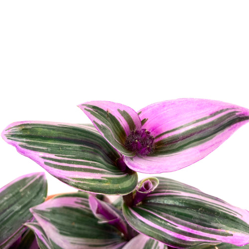 Tradescantia, 7.5in Hanging Basket, Nanouk - Floral Acres Greenhouse & Garden Centre