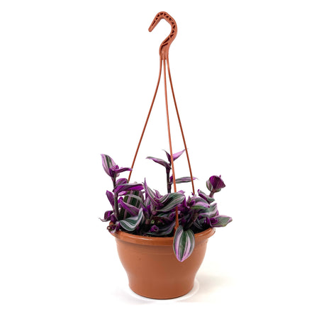 Tradescantia, 7.5in Hanging Basket, Nanouk - Floral Acres Greenhouse & Garden Centre