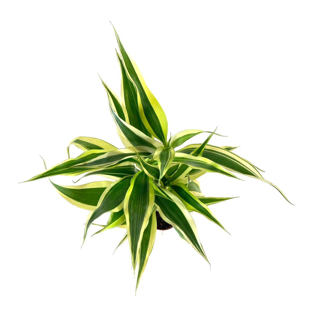 Lucky Bamboo, 2in, Braided - Floral Acres Greenhouse & Garden Centre