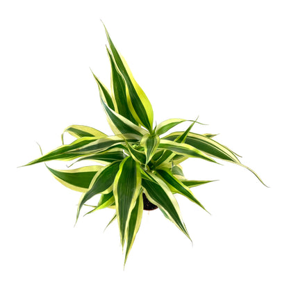 Lucky Bamboo, 2in, Braided - Floral Acres Greenhouse & Garden Centre