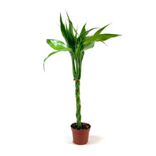 Load image into Gallery viewer, Lucky Bamboo, 2in, Braided - Floral Acres Greenhouse &amp; Garden Centre
