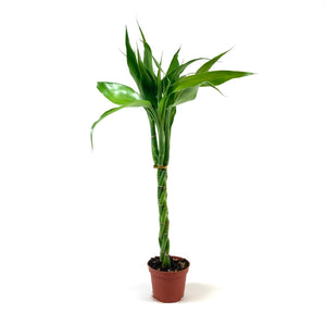 Lucky Bamboo, 2in, Braided - Floral Acres Greenhouse & Garden Centre