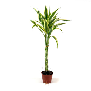 Lucky Bamboo, 2in, Braided - Floral Acres Greenhouse & Garden Centre