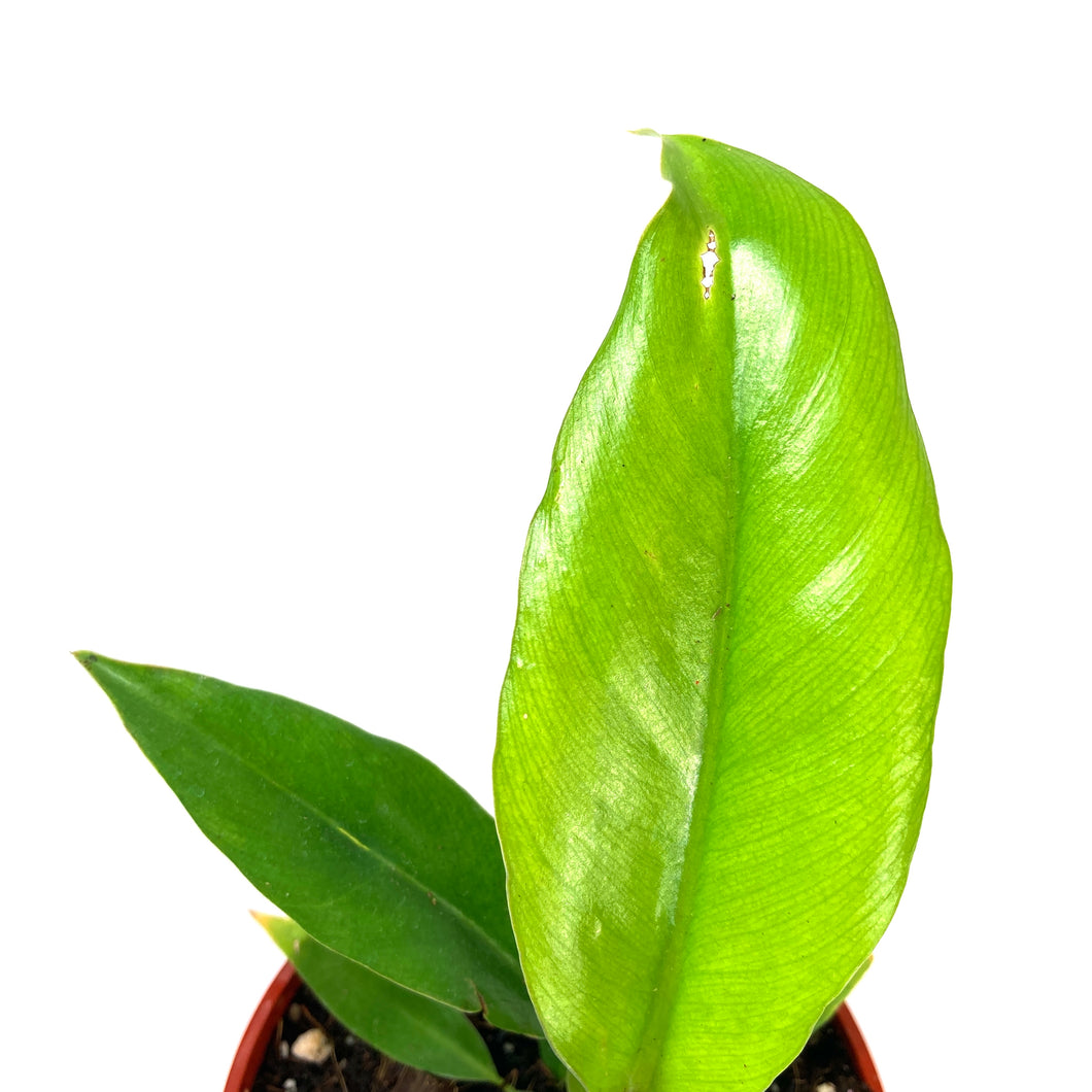 Philodendron, 4in, Narrow Tiger Tooth - Floral Acres Greenhouse & Garden Centre