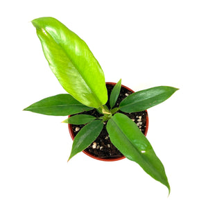Philodendron, 4in, Narrow Tiger Tooth - Floral Acres Greenhouse & Garden Centre