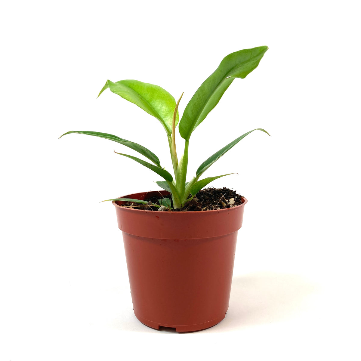 Philodendron, 4in, Narrow Tiger Tooth - Floral Acres Greenhouse & Garden Centre