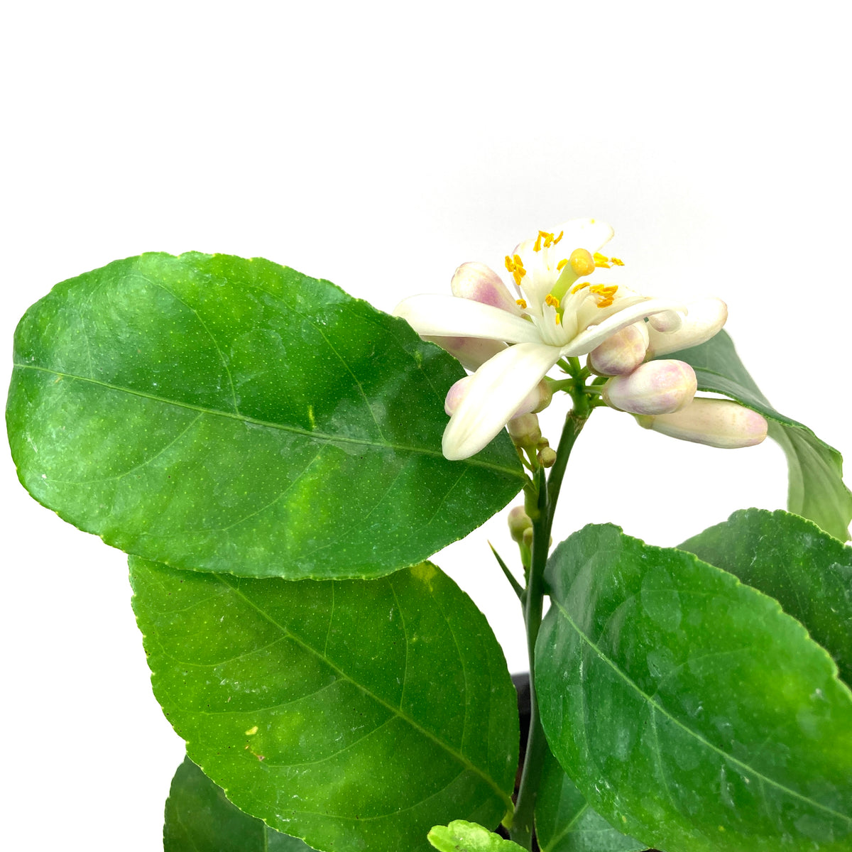 Lemon, 1 Gal, Meyer - Floral Acres Greenhouse & Garden Centre
