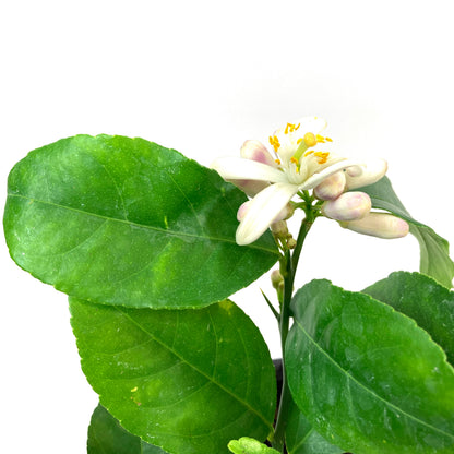 Lemon, 1 Gal, Meyer - Floral Acres Greenhouse & Garden Centre