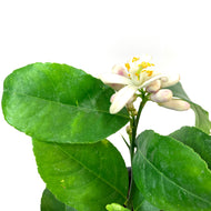 Lemon, 1 Gal, Meyer - Floral Acres Greenhouse & Garden Centre