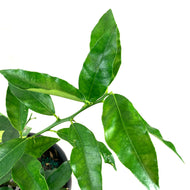 Lime, 1 Gal, Key Lime - Floral Acres Greenhouse & Garden Centre
