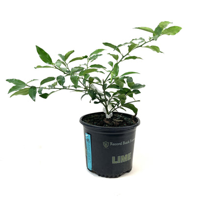 Lime, 1 Gal, Key Lime - Floral Acres Greenhouse & Garden Centre
