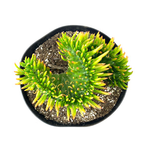Cactus, 8in, Opuntia Subulata Cristata - Floral Acres Greenhouse & Garden Centre