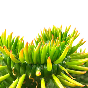 Cactus, 8in, Opuntia Subulata Cristata - Floral Acres Greenhouse & Garden Centre
