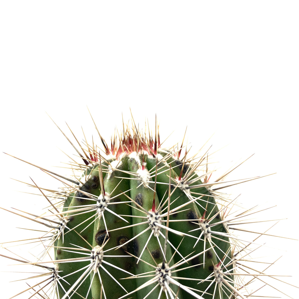 Cactus, 8in, Pachycereus Pringlei - Floral Acres Greenhouse & Garden Centre