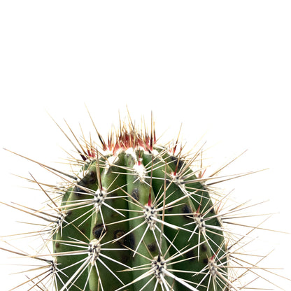 Cactus, 8in, Pachycereus Pringlei - Floral Acres Greenhouse & Garden Centre