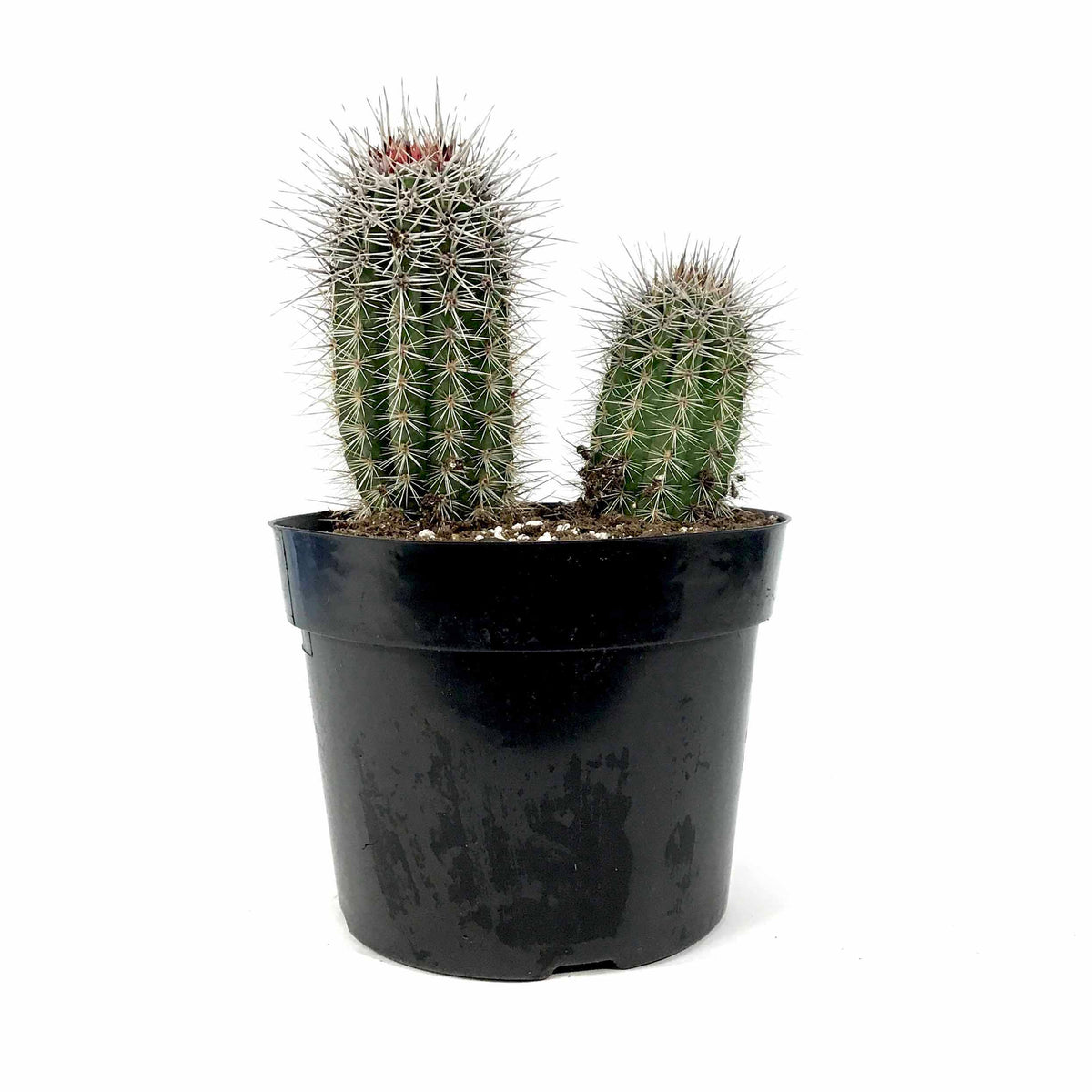 Cactus, 8in, Pachycereus Pringlei - Floral Acres Greenhouse & Garden Centre