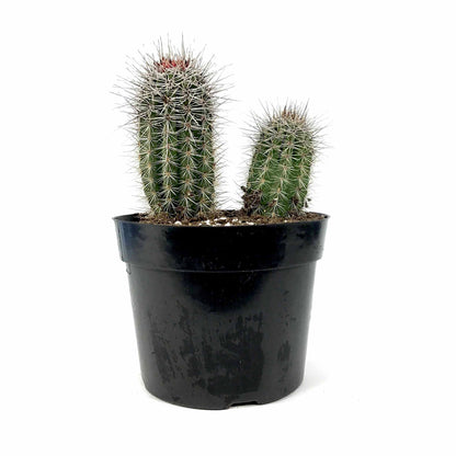 Cactus, 8in, Pachycereus Pringlei - Floral Acres Greenhouse & Garden Centre