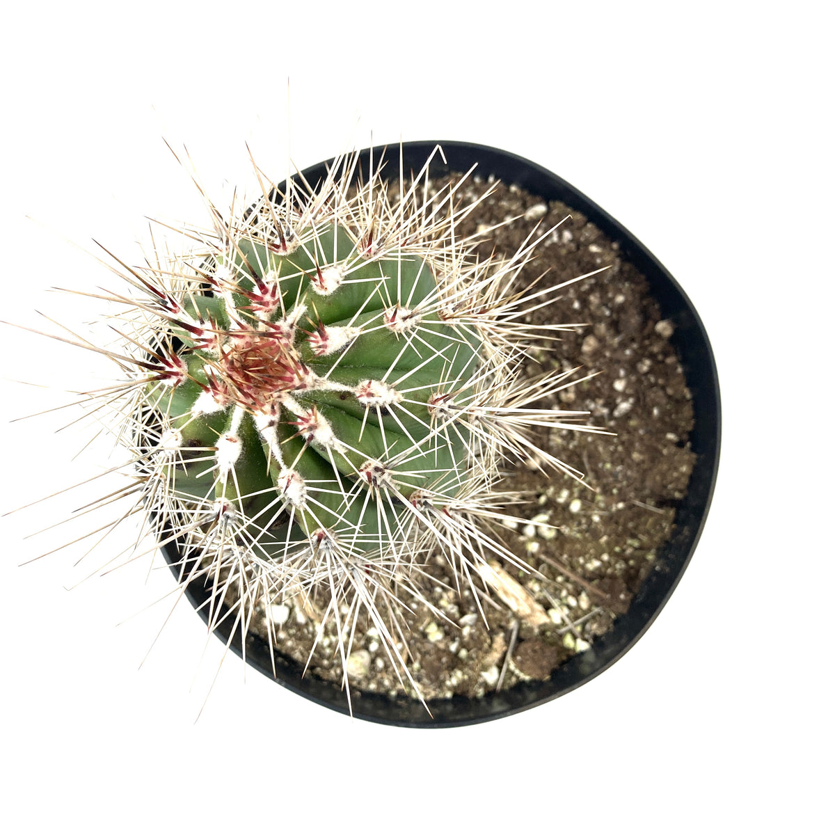 Cactus, 8in, Pachycereus Pringlei - Floral Acres Greenhouse & Garden Centre