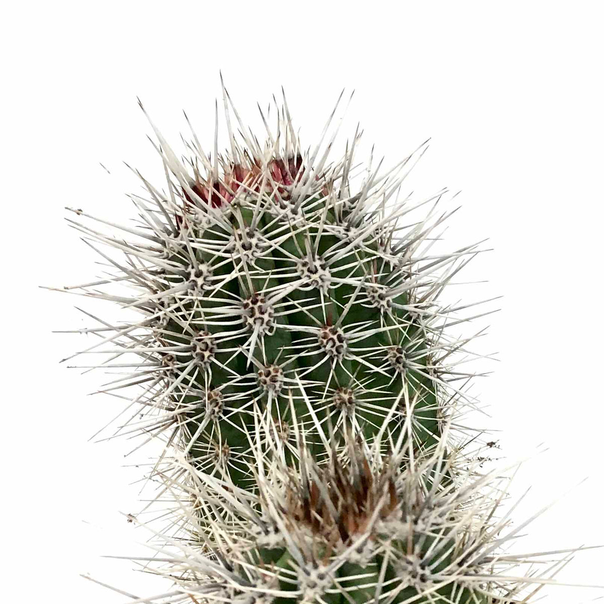 Cactus, 8in, Pachycereus Pringlei - Floral Acres Greenhouse & Garden Centre