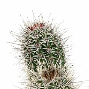 Cactus, 8in, Pachycereus Pringlei - Floral Acres Greenhouse & Garden Centre