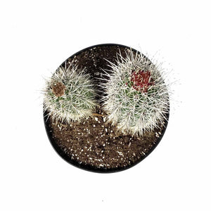 Cactus, 8in, Pachycereus Pringlei - Floral Acres Greenhouse & Garden Centre