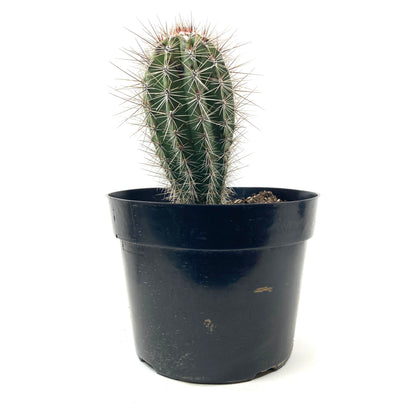 Cactus, 8in, Pachycereus Pringlei - Floral Acres Greenhouse & Garden Centre