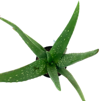 Aloe Vera, 9cm - Floral Acres Greenhouse & Garden Centre