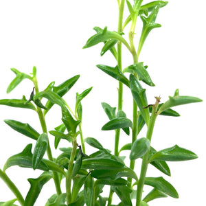 String of Dolphins, 2in, Senecio peregrinus - Floral Acres Greenhouse & Garden Centre