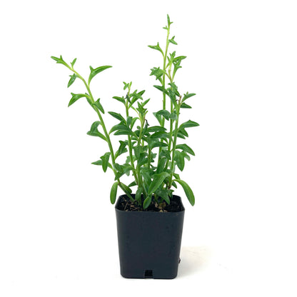 String of Dolphins, 2in, Senecio peregrinus - Floral Acres Greenhouse & Garden Centre