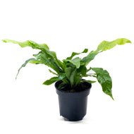 Fern, 4in, Crocodile - Floral Acres Greenhouse & Garden Centre