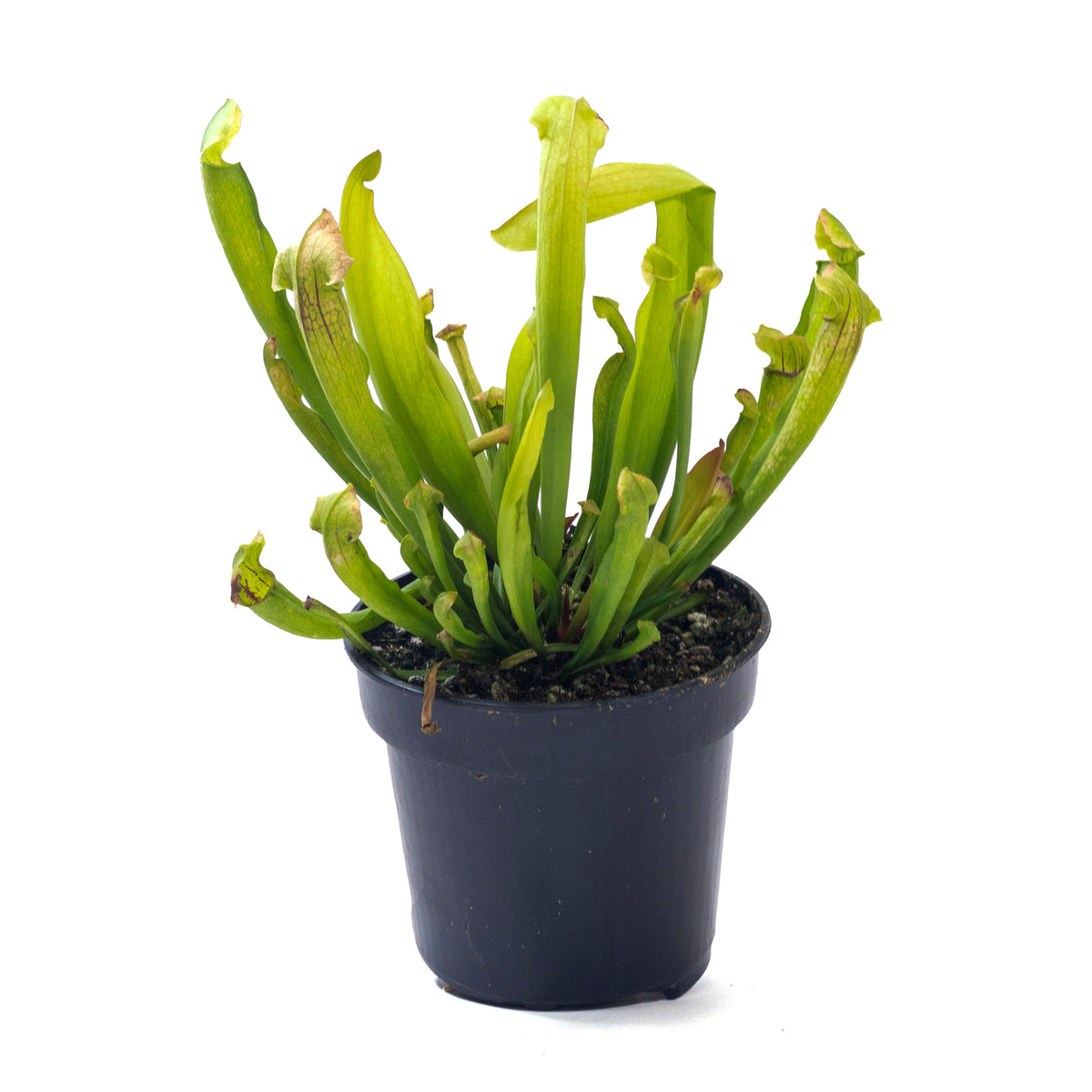 Sarracenia, 4in, Philadelphia - Floral Acres Greenhouse & Garden Centre