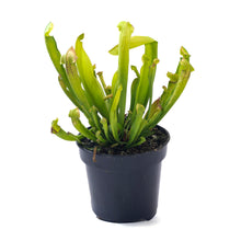 Load image into Gallery viewer, Sarracenia, 4in, Philadelphia - Floral Acres Greenhouse &amp; Garden Centre
