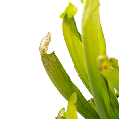 Sarracenia, 4in, Philadelphia - Floral Acres Greenhouse & Garden Centre