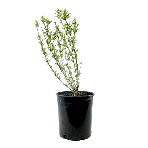 Sea Buckthorn, 1 gal, Leikora (Female) - Floral Acres Greenhouse & Garden Centre