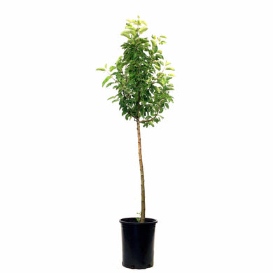 Apple, 5 gal, Goodland - Floral Acres Greenhouse & Garden Centre