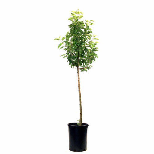 Apple, 5 gal, Goodland - Floral Acres Greenhouse & Garden Centre
