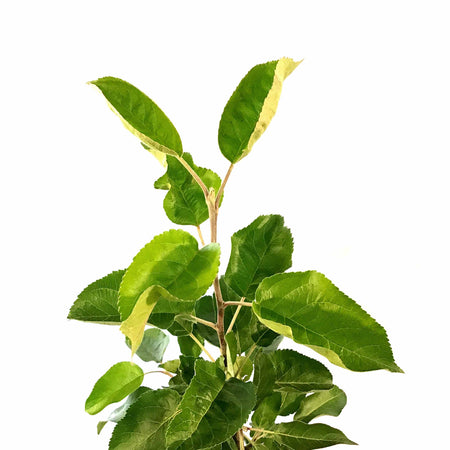 Apple, 5 gal, Goodland - Floral Acres Greenhouse & Garden Centre