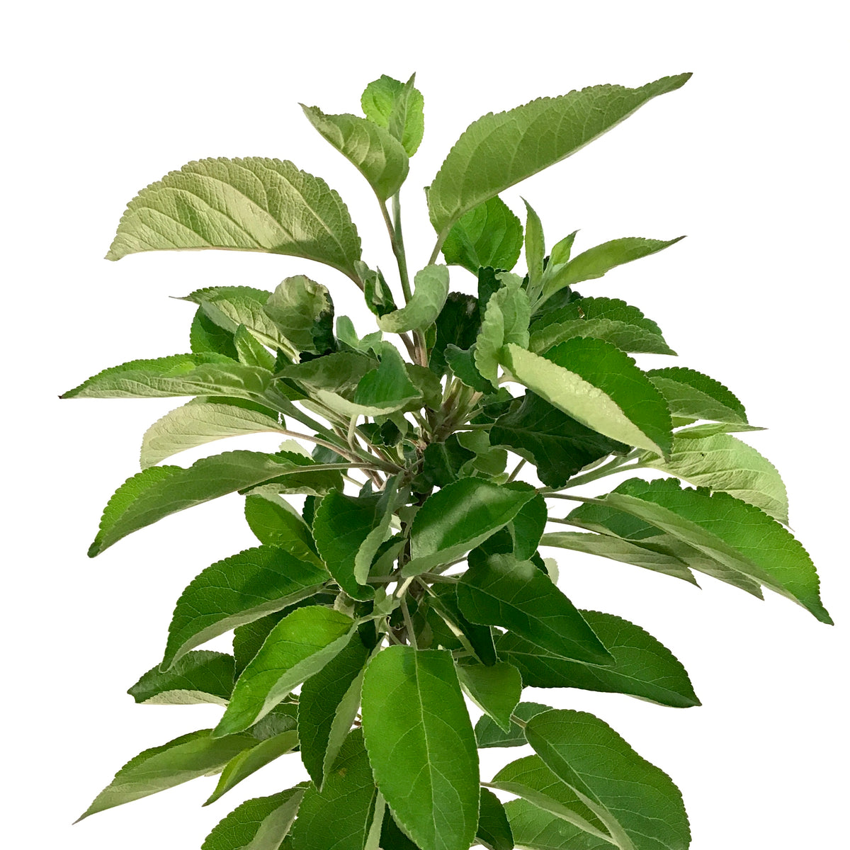 Apple, 5 gal, Gemini - Floral Acres Greenhouse & Garden Centre
