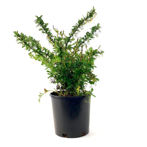 Barberry, 2 gal, Emerald Carousel® - Floral Acres Greenhouse & Garden Centre