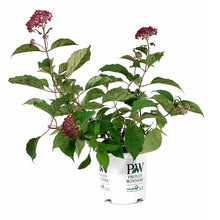 Load image into Gallery viewer, Hydrangea, 8in, Invincibelle® Ruby - Floral Acres Greenhouse &amp; Garden Centre
