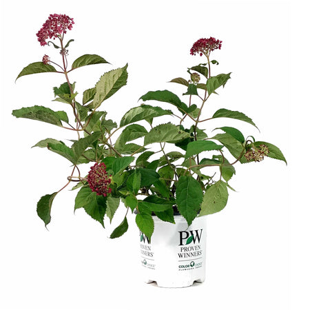 Hydrangea, 8in, Invincibelle® Ruby - Floral Acres Greenhouse & Garden Centre