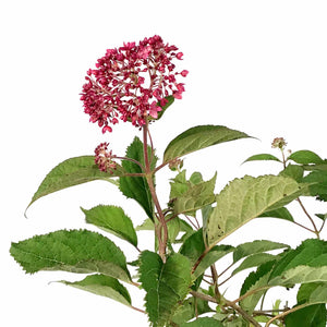 Hydrangea, 8in, Invincibelle® Ruby - Floral Acres Greenhouse & Garden Centre