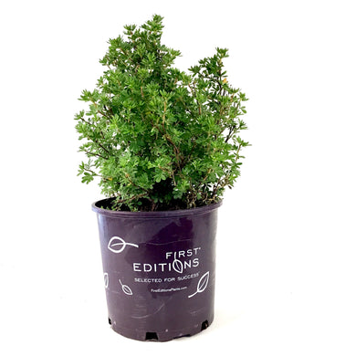 Potentilla, 2 gal, Mandarin Tango® - Floral Acres Greenhouse & Garden Centre