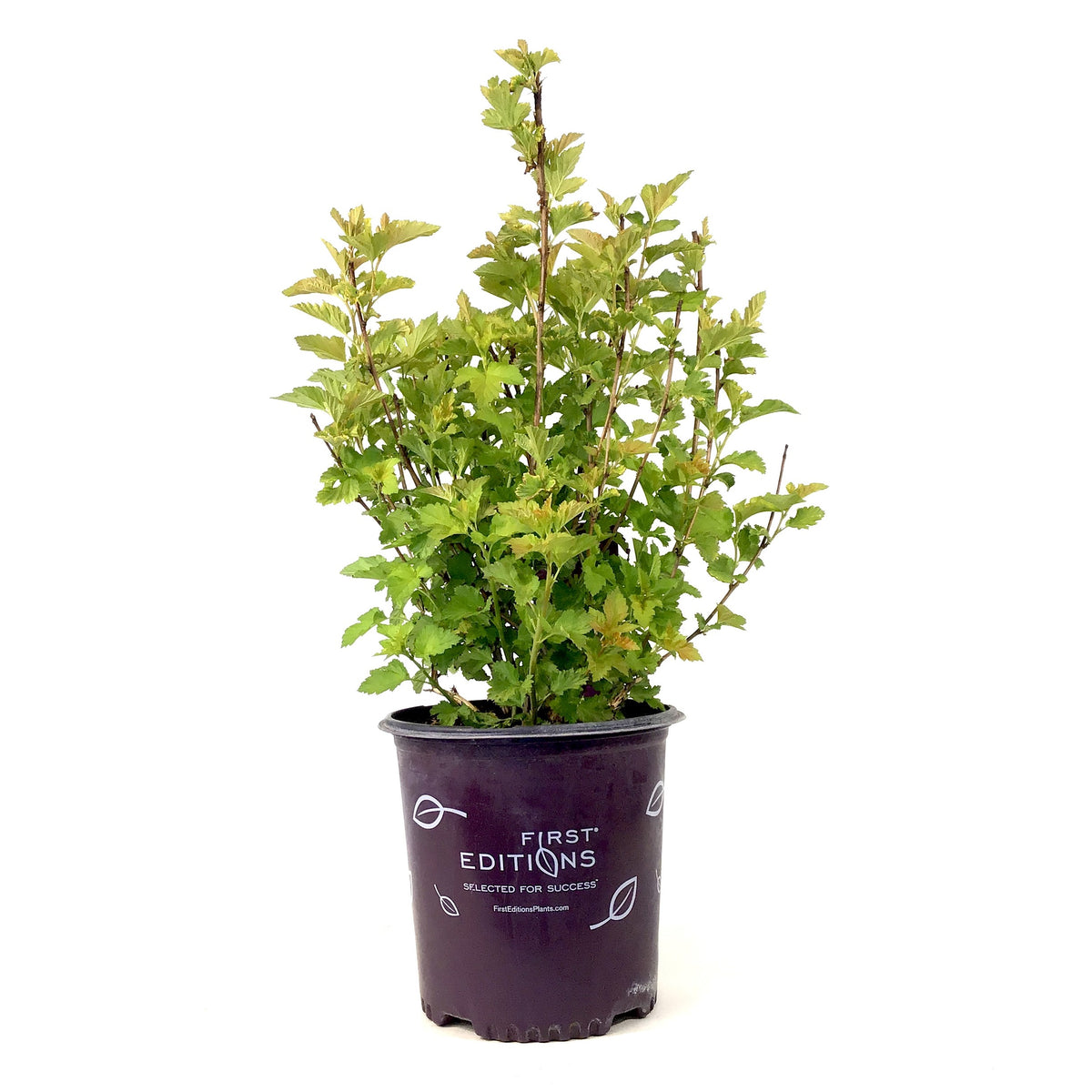 Ninebark, 2 gal, Amber Jubilee® - Floral Acres Greenhouse & Garden Centre