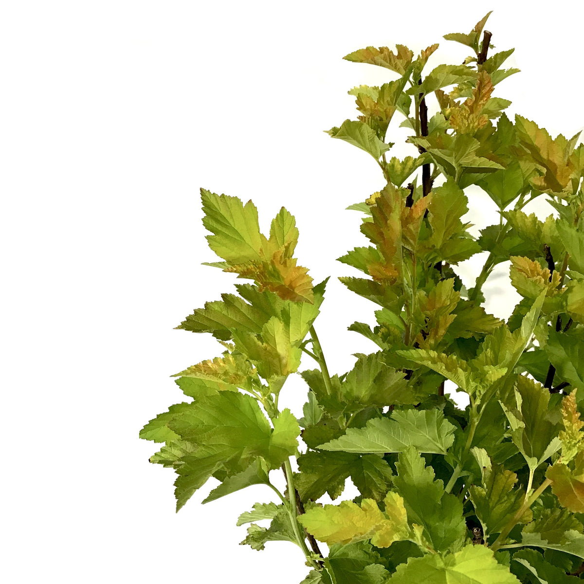 Ninebark, 2 gal, Amber Jubilee® - Floral Acres Greenhouse & Garden Centre