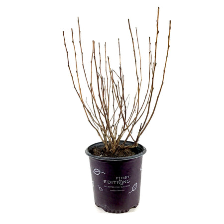 Ninebark, 2 gal, Amber Jubilee® - Floral Acres Greenhouse & Garden Centre