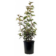 Ninebark, 2 gal, Diabolo® - Floral Acres Greenhouse & Garden Centre